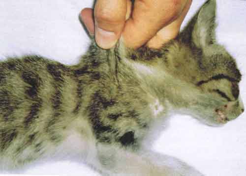 پن لکوپنی در گربه ها - Feline Panleukopenia