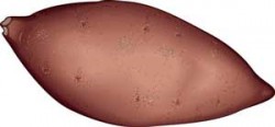 sweet-potato sweet-potato