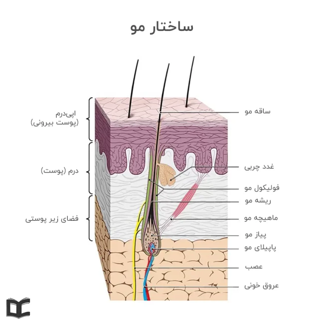 تصویر ساختار مو | آناتومی مو و اجزای تشکیل دهنده آن