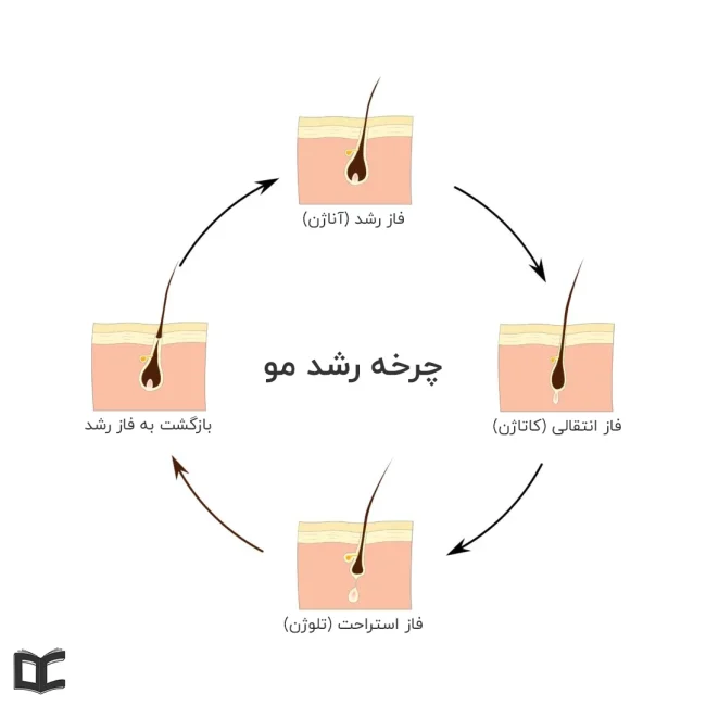 چرخه رشد مو | مراحل رشد مو شامل آناژن، کاتاژن و تلوژن است