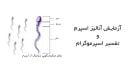 تفسیر آزمایش اسپرم و اسپرموگرام طبیعی