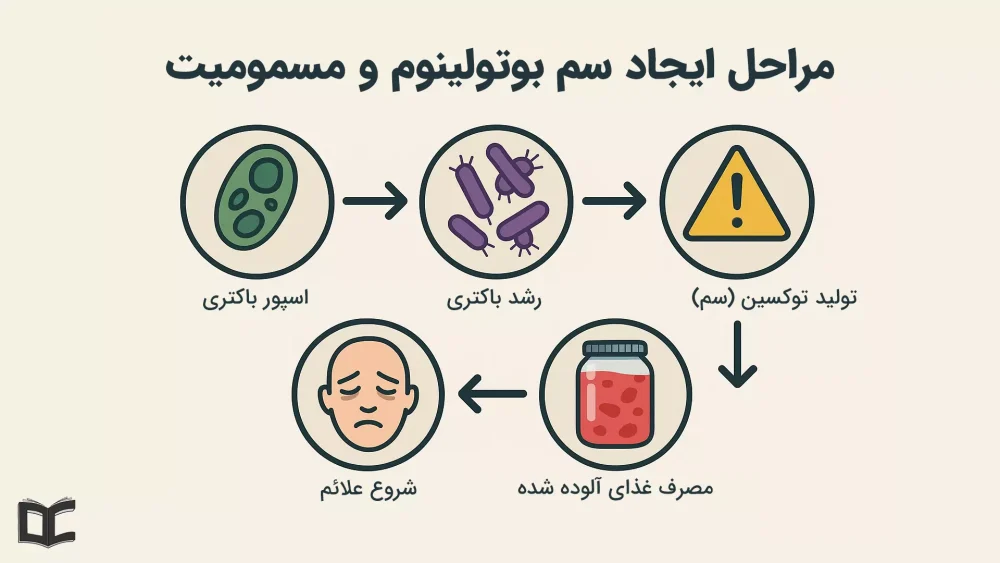 مراحل ایجاد سم و توکسین بوتولینوم و ایجاد مسمومیت